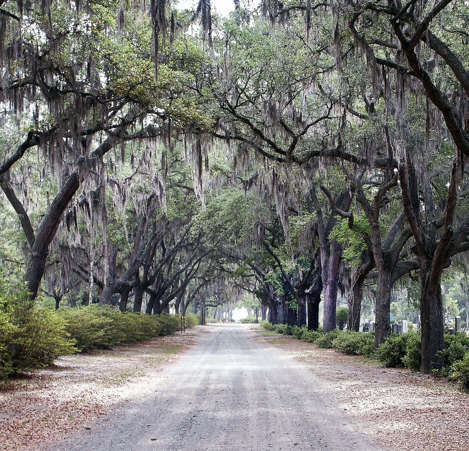 A dirt road lined with majestic oak trees draped in Spanish moss, creating a natural canopy, typical of the historic charm and urban forests in Aiken, South Carolina.