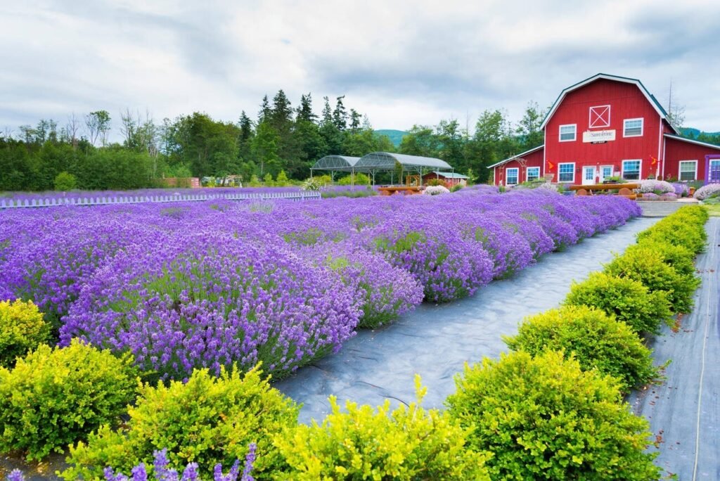 Rows of blooming purple lavender at the Sunshine Herb & Lavender Farm in Sequim, Washington, with a large red barn in the background.