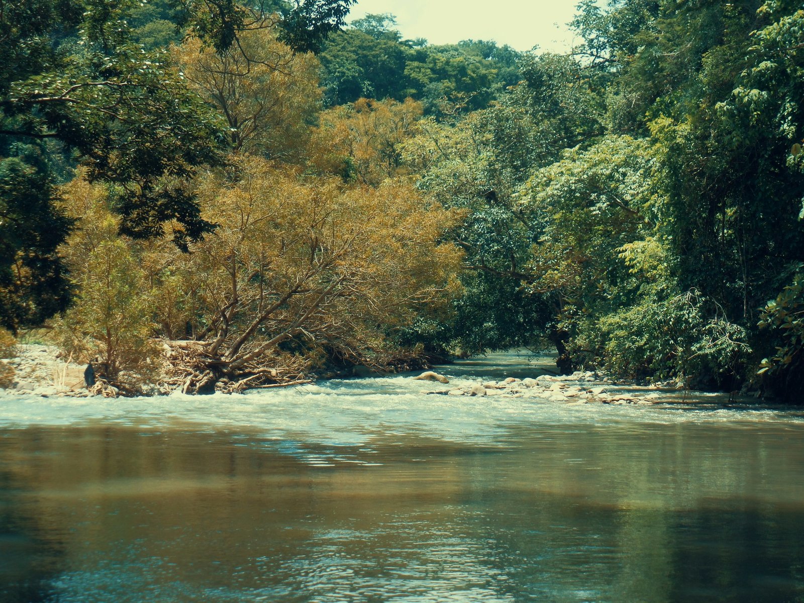 A tranquil river with small rapids flows through dense green and golden-brown trees on its banks, depicting the natural beauty of Thailand's Nan or Ping River.