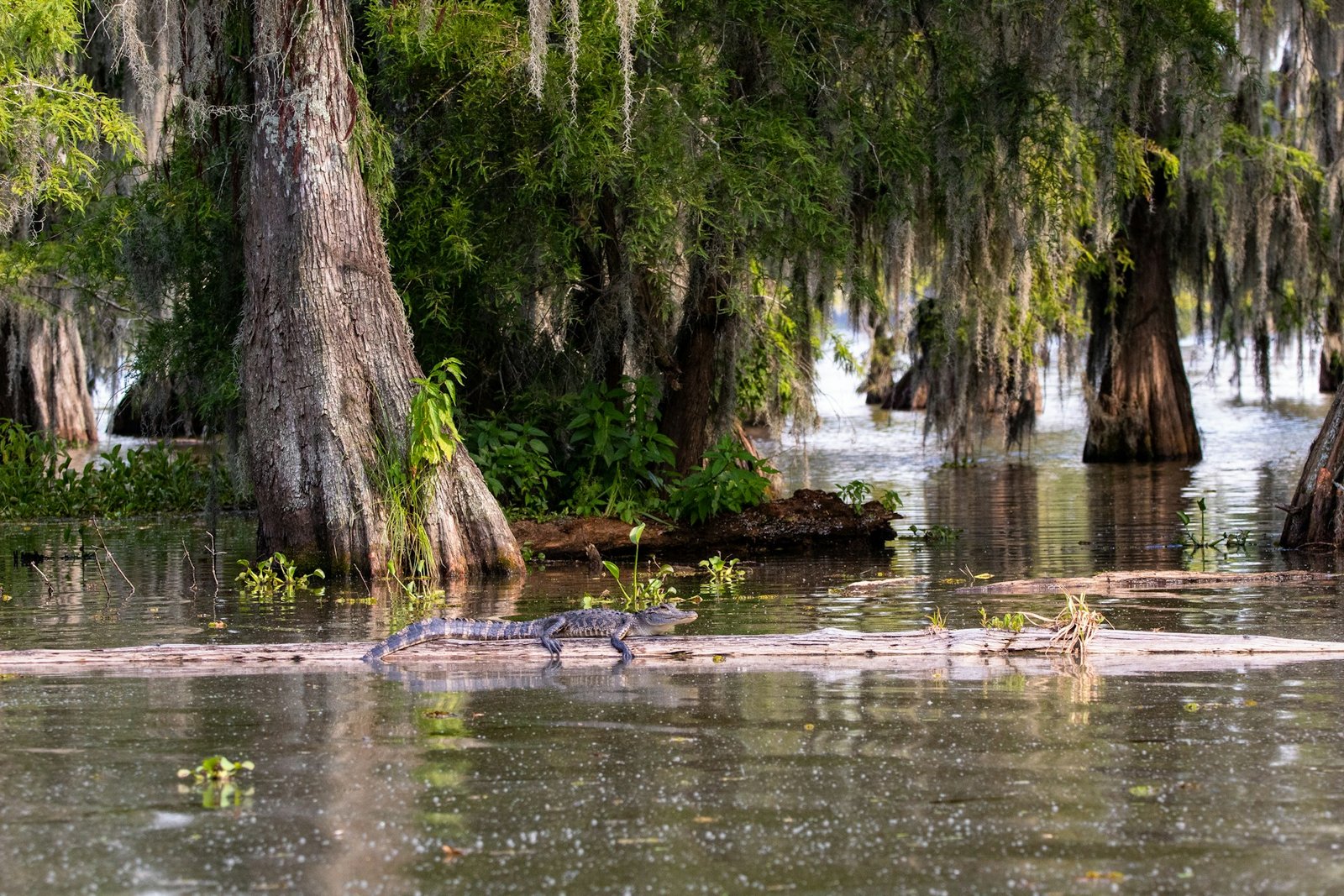 A young alligator on a log in the cypress swamps of Lake Martin, near Eclectic, Alabama, with Spanish moss hanging from the trees.