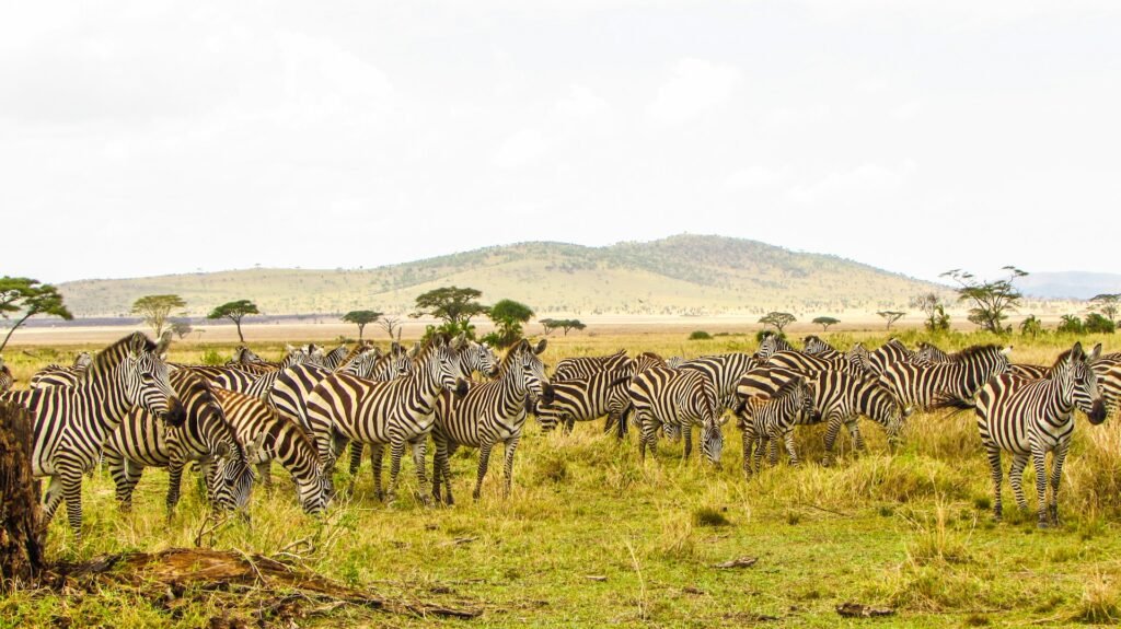 A large herd of zebras grazing on the grassy plains of Serengeti National Park, Tanzania, with acacia trees and a hill in the background.