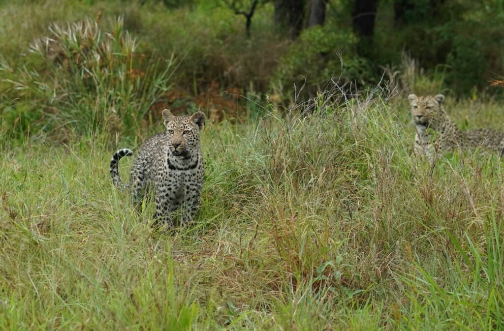 Two leopards in the lush, green grass of the Sabi Sands Game Reserve, South Africa, with one alert in the foreground and another resting behind.