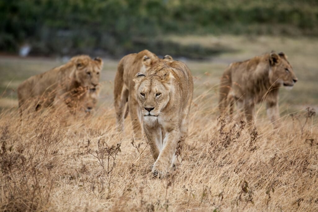 A lioness leading her pride, walking through the dry, grassy plains of the Ngorongoro Crater in Tanzania.
