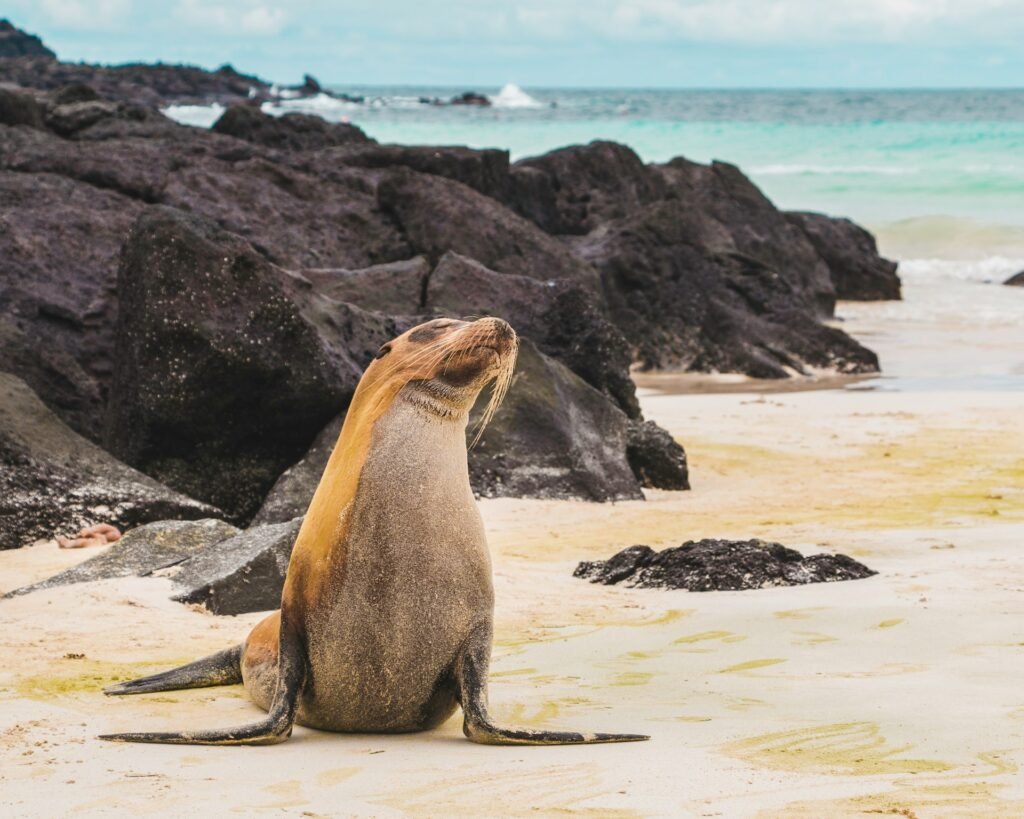 A Galápagos sea lion sitting on a sandy beach, with volcanic rocks and the turquoise ocean in the background.