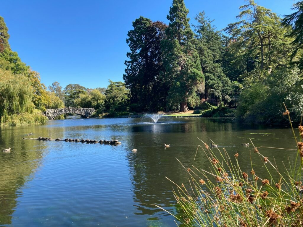 A sunny day at a pond in Beacon Hill Park, Victoria, with turtles sunning on a log, a fountain, and a stone bridge in the background.