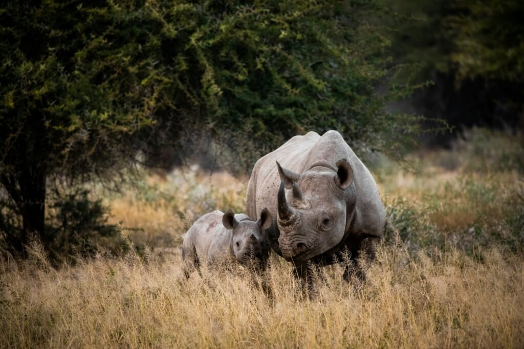 A mother black rhino and her calf standing together in the tall, dry grass of Kruger National Park, South Africa.