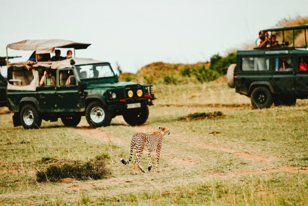 A cheetah walking in the grass past two open-sided safari vehicles filled with tourists in Ruaha National Park, Tanzania.