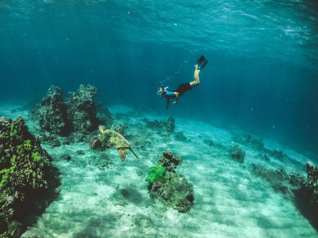 A diver swimming near a large sea turtle above a coral reef in the clear blue waters of the Belize Barrier Reef.