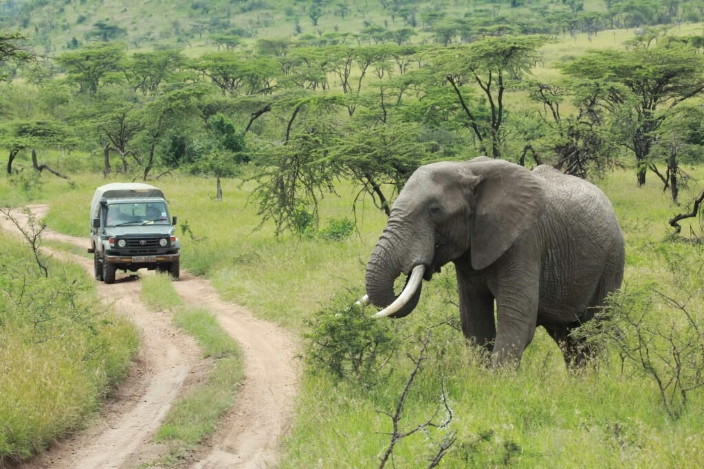 A large bull elephant with long tusks stands beside a dirt road in Hwange National Park, Zimbabwe, as a safari vehicle approaches.