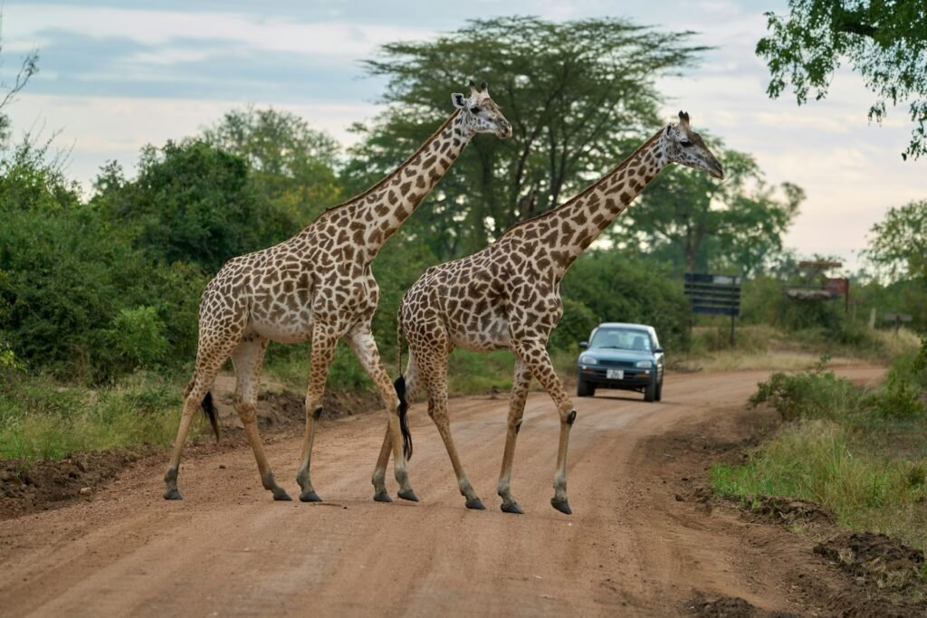 Two Thornicroft's giraffes crossing a dirt road in front of a safari vehicle in South Luangwa National Park, Zambia.