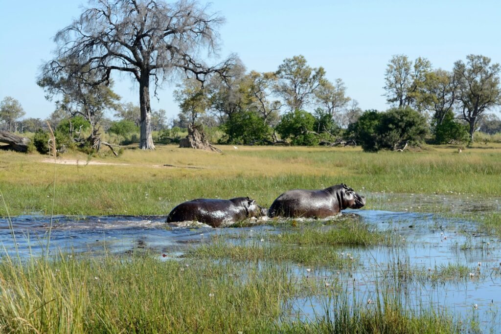 Two hippos walking through a lush, watery channel in the Okavango Delta, Botswana, with savanna trees in the background.