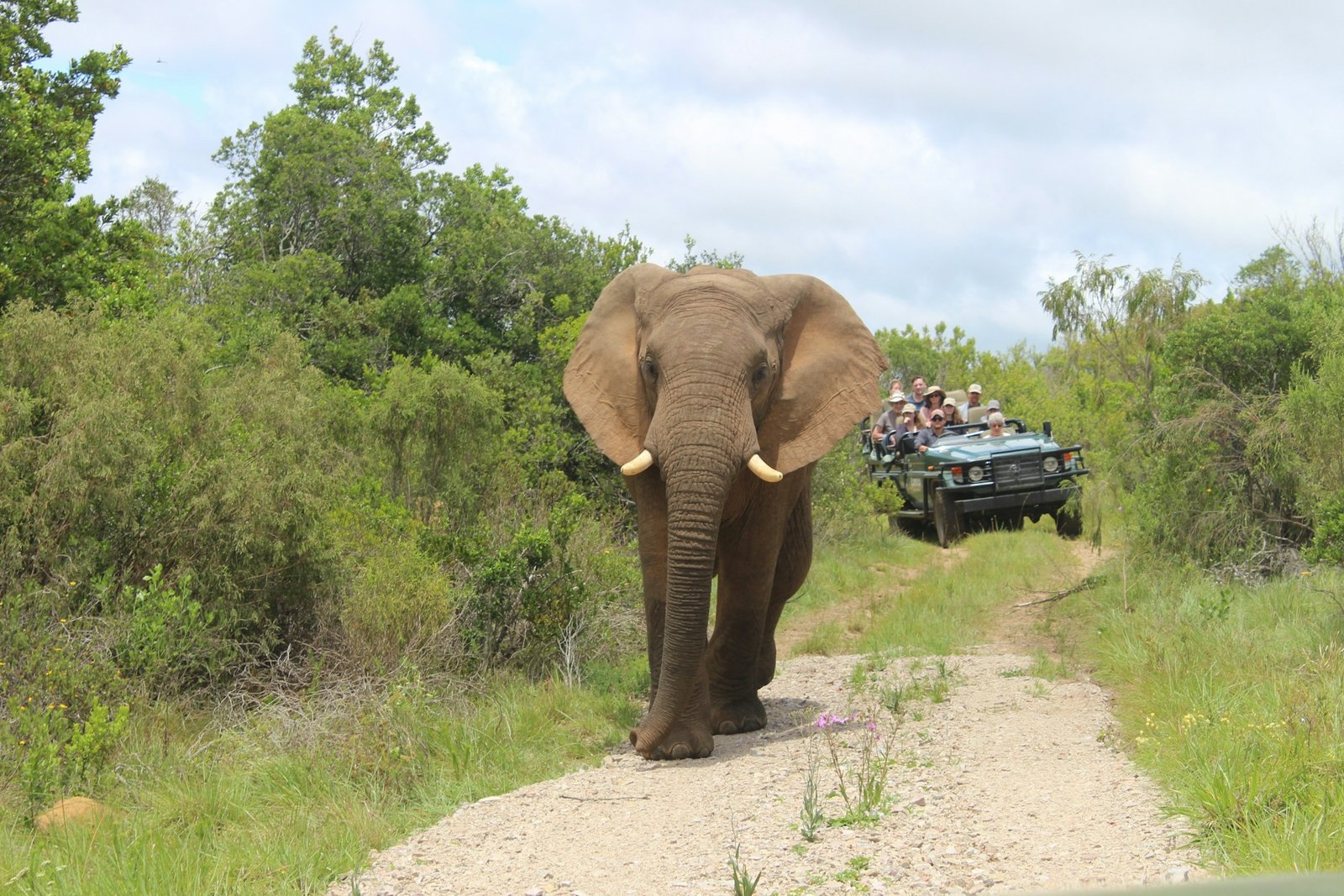 A large African elephant walking down a dirt road directly toward the camera, with a safari vehicle full of tourists in the background.