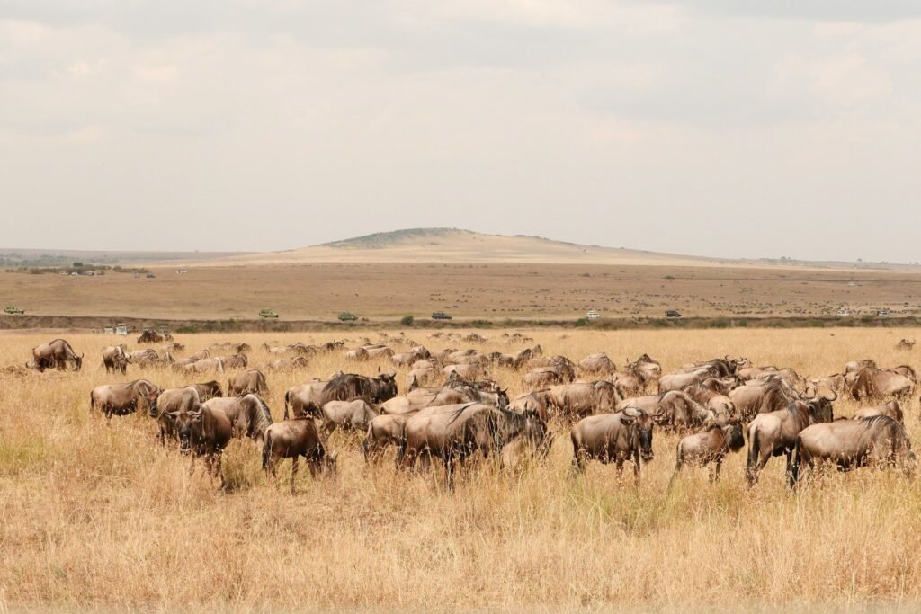 A large herd of wildebeest grazing on the golden plains of the Masai Mara National Reserve in Kenya, with safari vehicles in the background.a highlight of African safari wildlife tours.